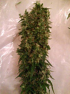 affortable cannabis seeds