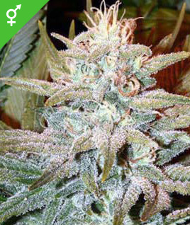 blue widow cannabis seeds