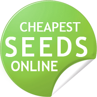 afghanistan weed seeds