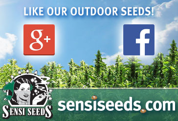 best cannabis seeds to grow outdoors