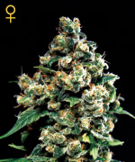 skunk seeds online