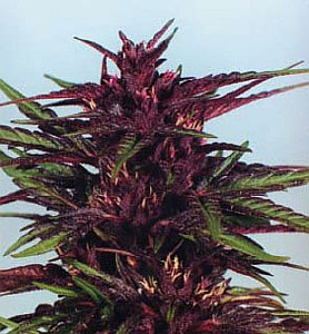 cannabis seed euforia