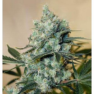 best nutrients for marijuana seedlings