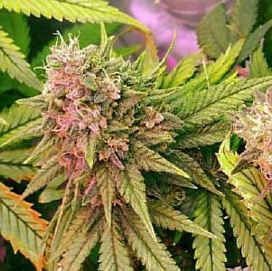 cannabis sativa indica seeds