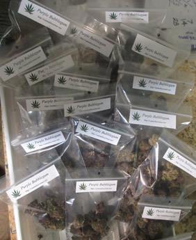 cannabis drooping seedlings