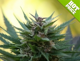 buy greenhouse marijuana seeds