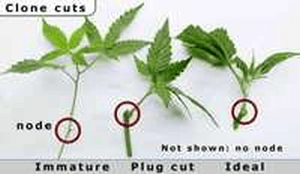 can female marijuana plants produce seeds without male