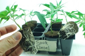 can you grow marijuana from dried seeds