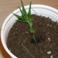 can you grow old marijuana seeds