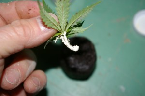 buy feminised weed seeds