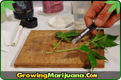 best way to germinate cannabis seeds indoors