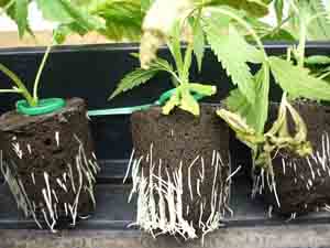 cannabis planting seeds