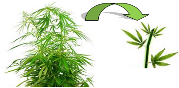 are marijuana seeds illegal in florida