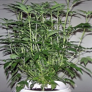 auto flowering outdoor cannabis seeds