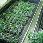 buying marijuana seeds in canada legal