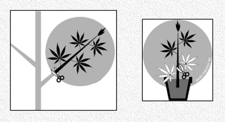 about marijuana seeds
