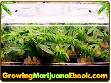 best way to germinate weed seeds for hydroponics