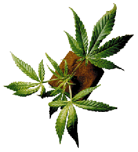 best cannabis seed breeders 2012