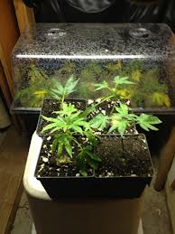 black gold seedling mix cannabis