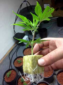 marajuana seed