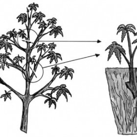 best cannabis seed bank 2013