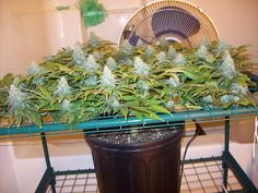 can you buy marijuana seeds online australia