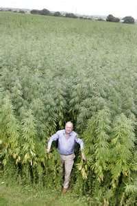 best cannabis seeds to grow in ireland