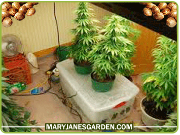 best way to get marijuana seeds to grow