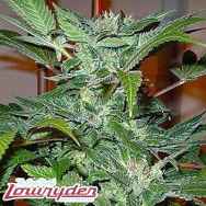 can you buy weed seeds in australia