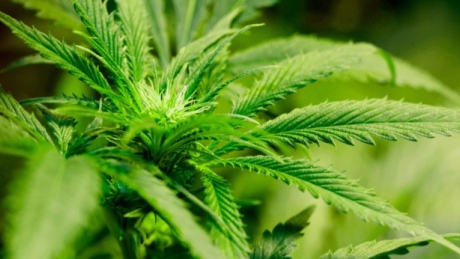 autoflowering feminized cannabis seeds usa