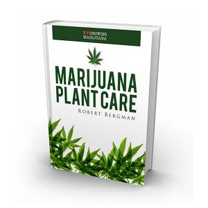 buy medical cannabis seeds