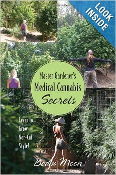 medical cannabis seeds
