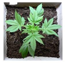 cannabis from seed to plant