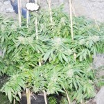 best cannabis seed bank