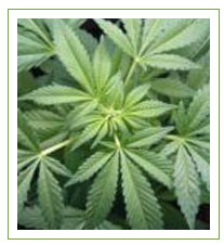 cannabis growing seed indoors