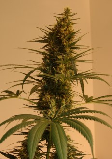 blue marijuana seeds