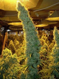 are all marijuana seeds fertile