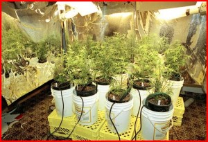 best fertilizer for cannabis seedlings