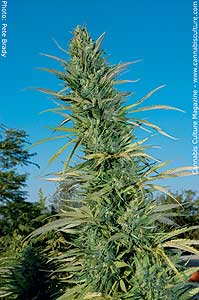 c99 cannabis seeds
