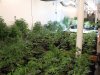 best light for cannabis seedlings