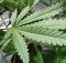 breeders choice cannabis seeds