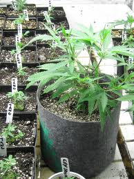 autoflowering seeds cannabis