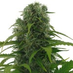 can female cannabis plant produce seeds