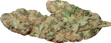 barneys marijuana seeds