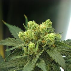 best sites to buy marijuana seeds