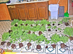 can you grow cannabis from hemp seed