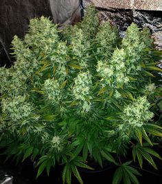 autoflowering cannabis seeds us