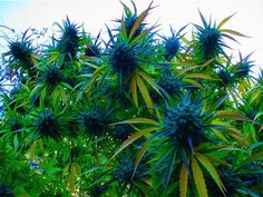 autoflower feminised cannabis seeds