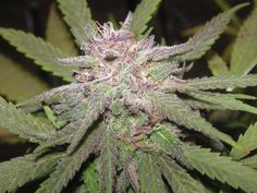 best exotic weed seeds