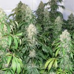 buy feminized marijuana seeds canada